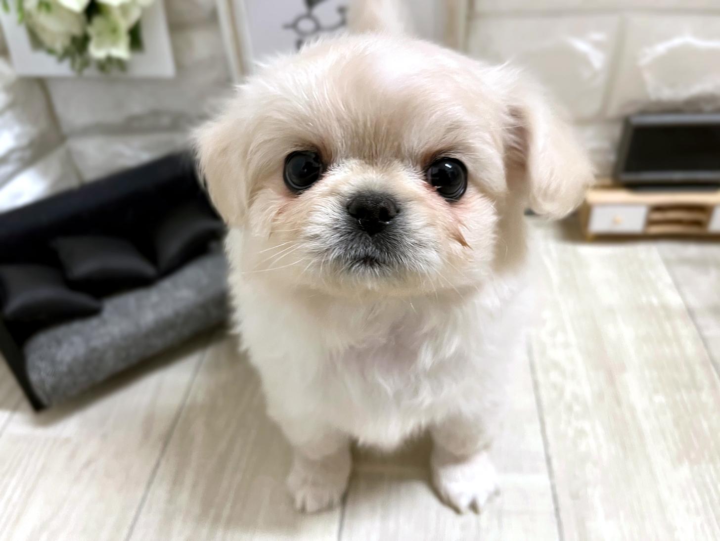 和歌山県のチワペキ/ペキチー/ペキチワ(チワワ×ペキニーズ) (DOGMAN和歌山店/2025年11月8日生まれ/女の子/クリーム)の子犬の1枚目の画像