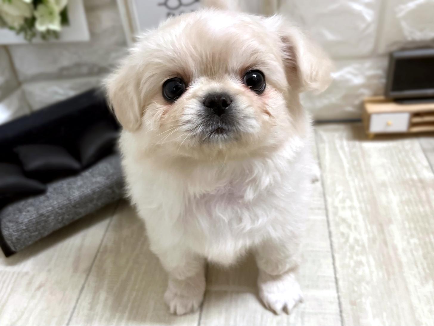 和歌山県のチワペキ/ペキチー/ペキチワ(チワワ×ペキニーズ) (DOGMAN和歌山店/2025年11月8日生まれ/女の子/クリーム)の子犬の2枚目の画像