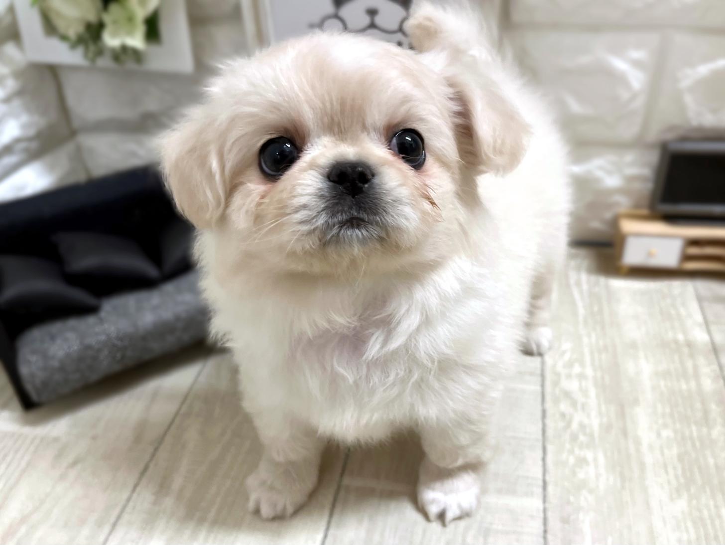 和歌山県のチワペキ/ペキチー/ペキチワ(チワワ×ペキニーズ) (DOGMAN和歌山店/2025年11月8日生まれ/女の子/クリーム)の子犬の3枚目の画像