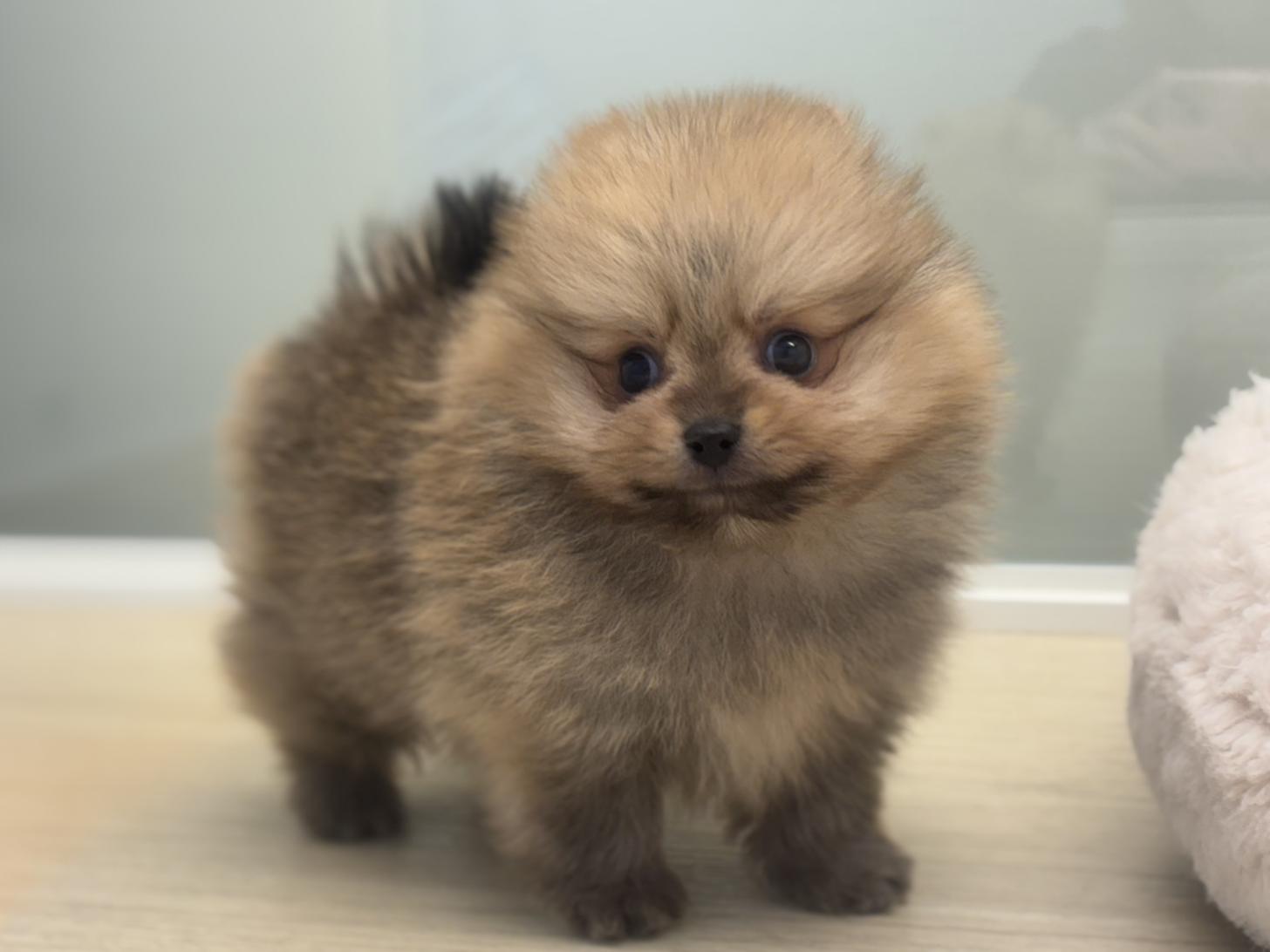 神奈川県のポメラニアン (Doggy Style 小田原店/2026年1月1日生まれ/男の子/オレンジ)の子犬の1枚目の画像
