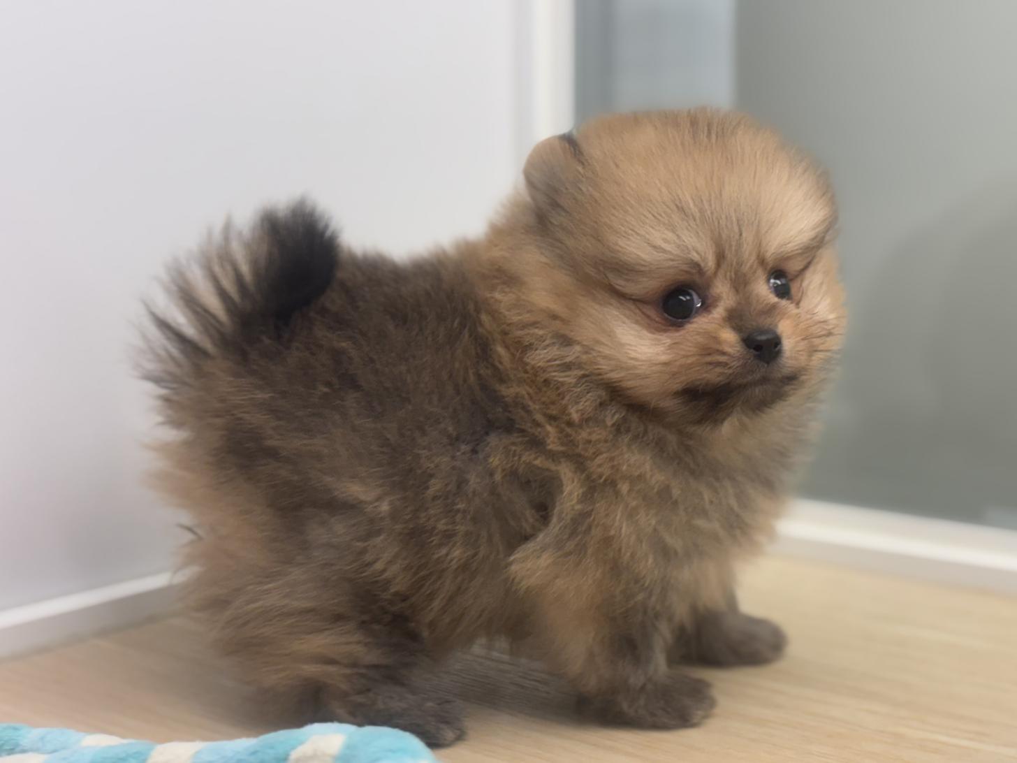 神奈川県のポメラニアン (Doggy Style 小田原店/2026年1月1日生まれ/男の子/オレンジ)の子犬の2枚目の画像