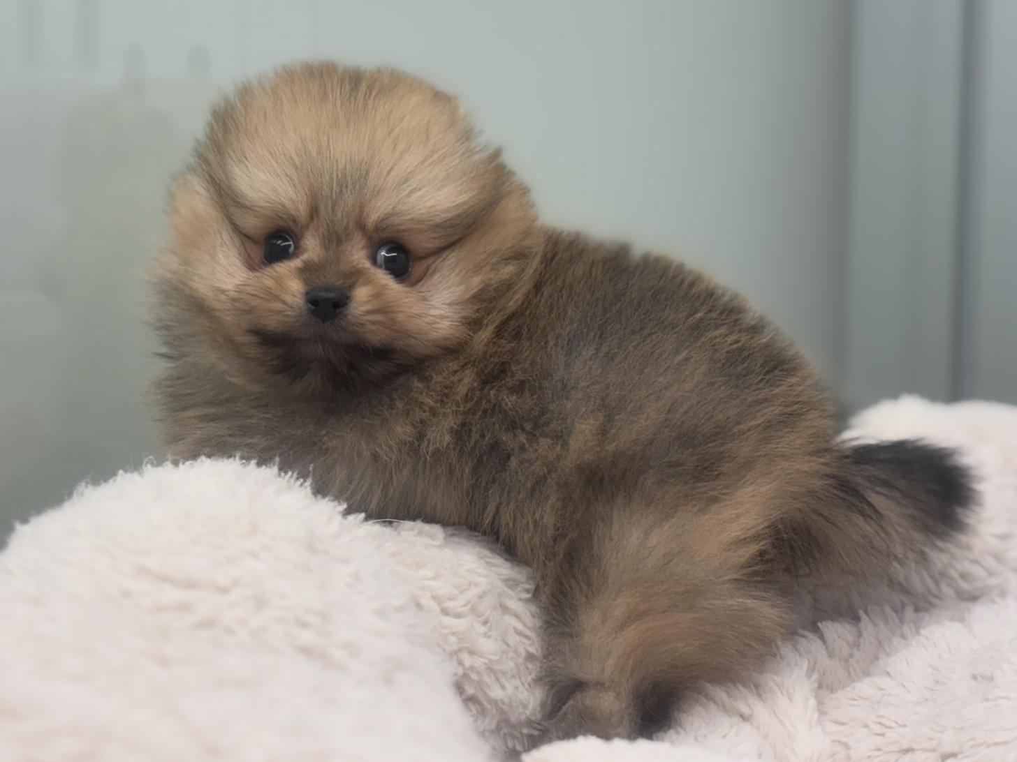 神奈川県のポメラニアン (Doggy Style 小田原店/2026年1月1日生まれ/男の子/オレンジ)の子犬の3枚目の画像