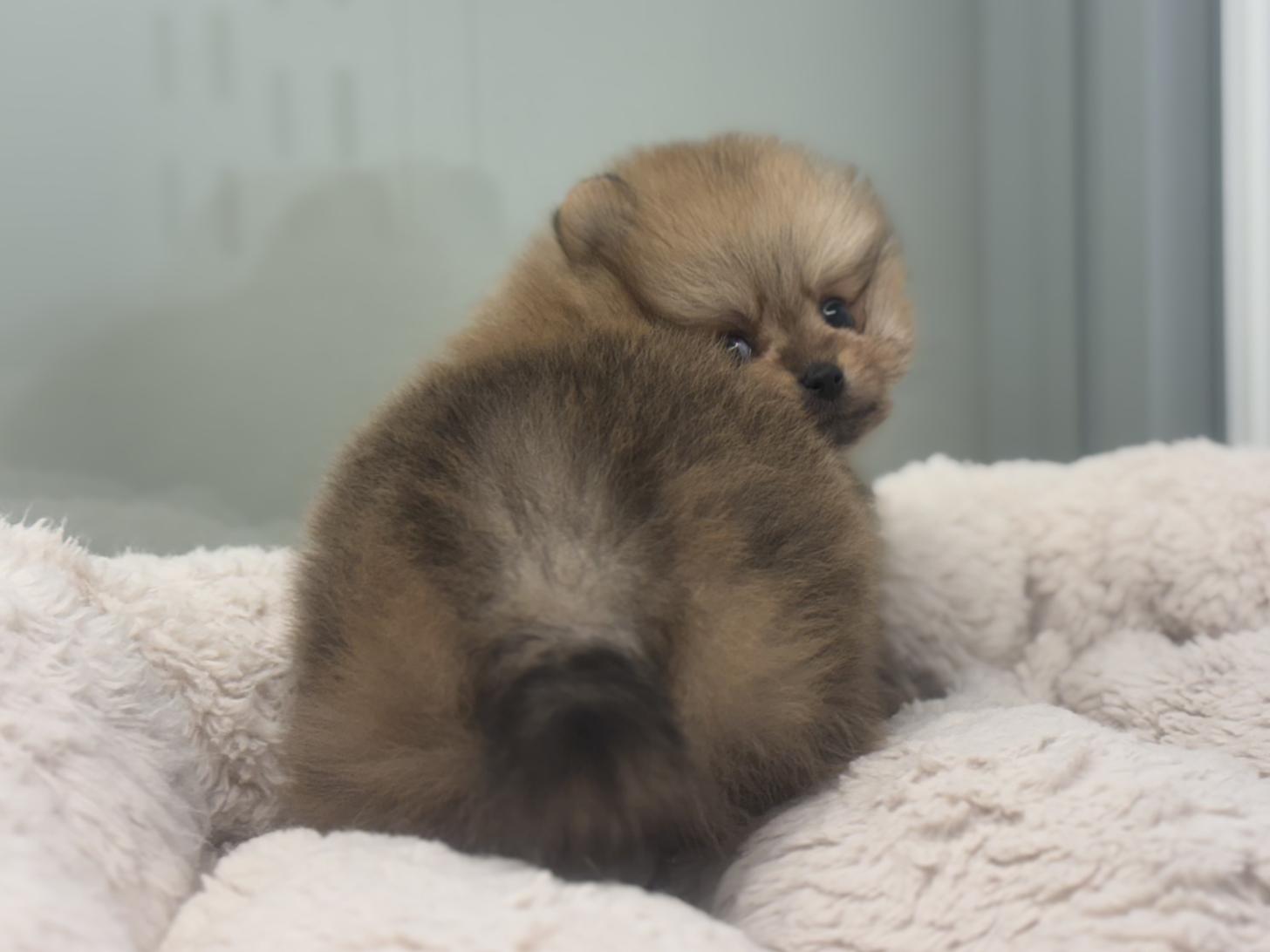 神奈川県のポメラニアン (Doggy Style 小田原店/2026年1月1日生まれ/男の子/オレンジ)の子犬の4枚目の画像