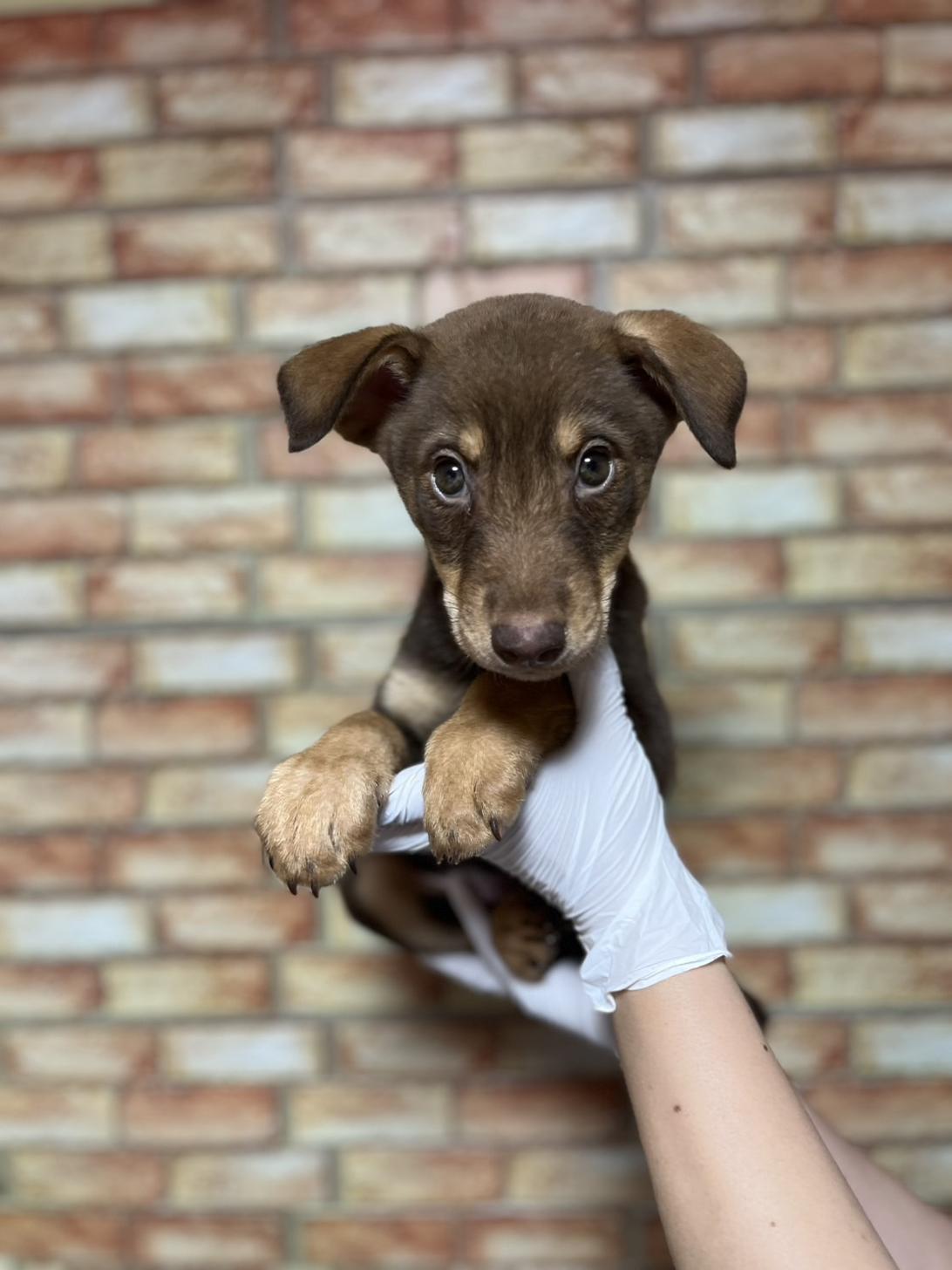 埼玉県のハーフ犬・ミックス犬 (ペッツスマイル加須インター店/2025年4月8日生まれ/女の子/チョコレートタン)の子犬