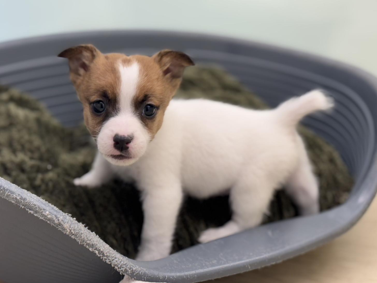 神奈川県のジャックラッセルテリア (Doggy Style 小田原店/2025年9月7日生まれ/男の子/ホワイトタン)の子犬の1枚目の画像