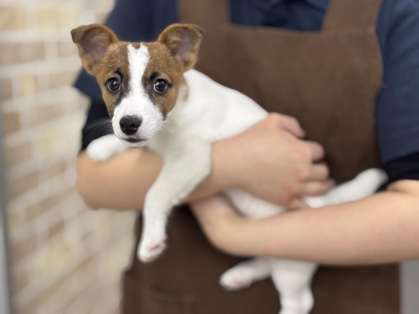 神奈川県のジャックラッセルテリア (Doggy Style 小田原店/2025年9月7日生まれ/男の子/ホワイトタン)の子犬の1枚目の画像