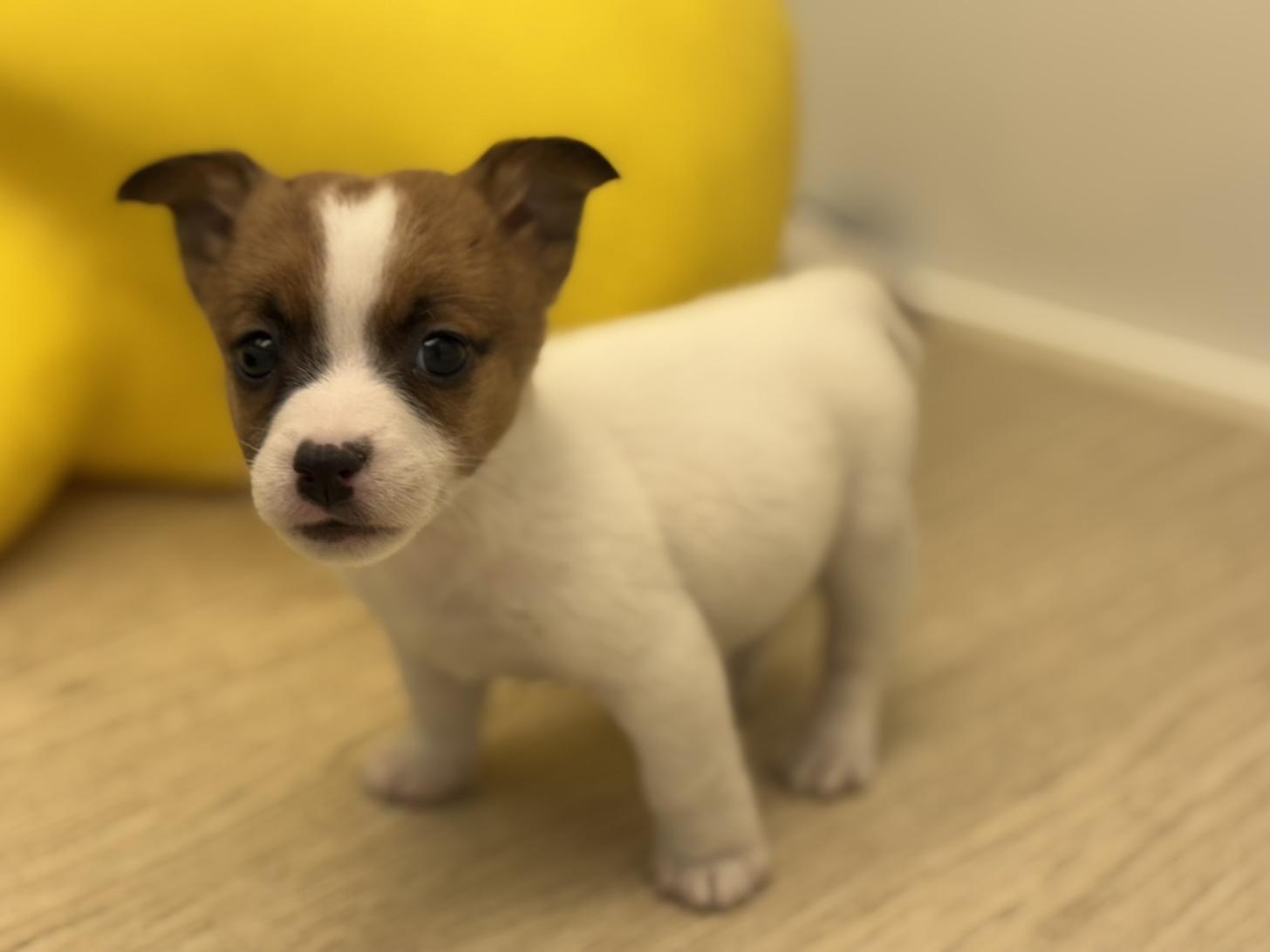 神奈川県のジャックラッセルテリア (Doggy Style 小田原店/2025年9月7日生まれ/男の子/ホワイトタン)の子犬の2枚目の画像