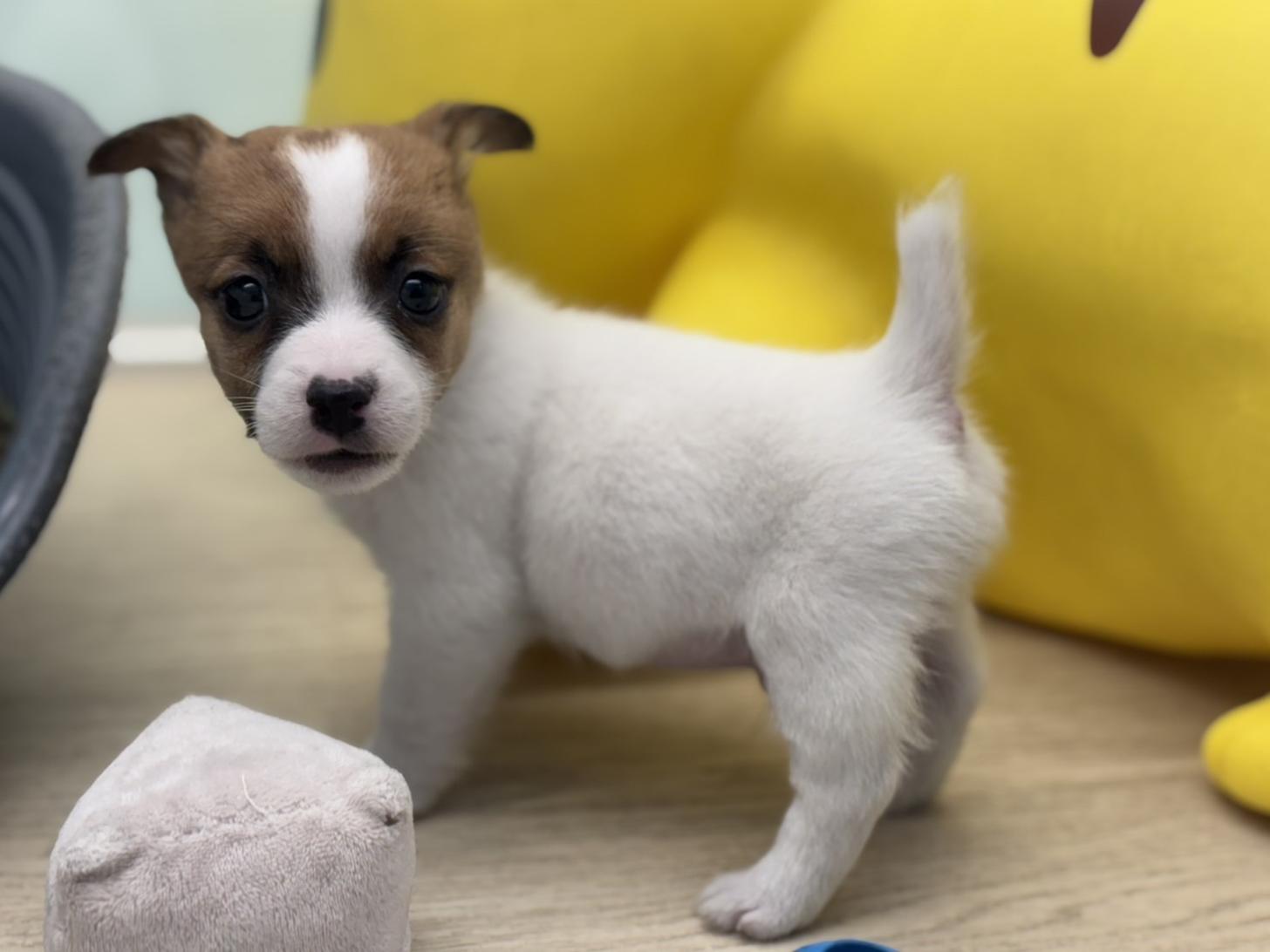 神奈川県のジャックラッセルテリア (Doggy Style 小田原店/2025年9月7日生まれ/男の子/ホワイトタン)の子犬の3枚目の画像