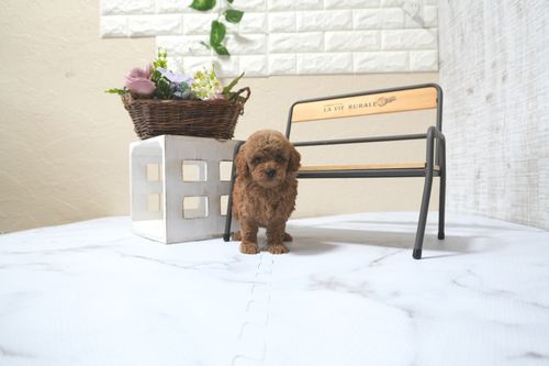 滋賀県のトイプードル(トイ) (いっぷく湖南店/2025年11月10日生まれ/女の子/レッドフォーン)の子犬