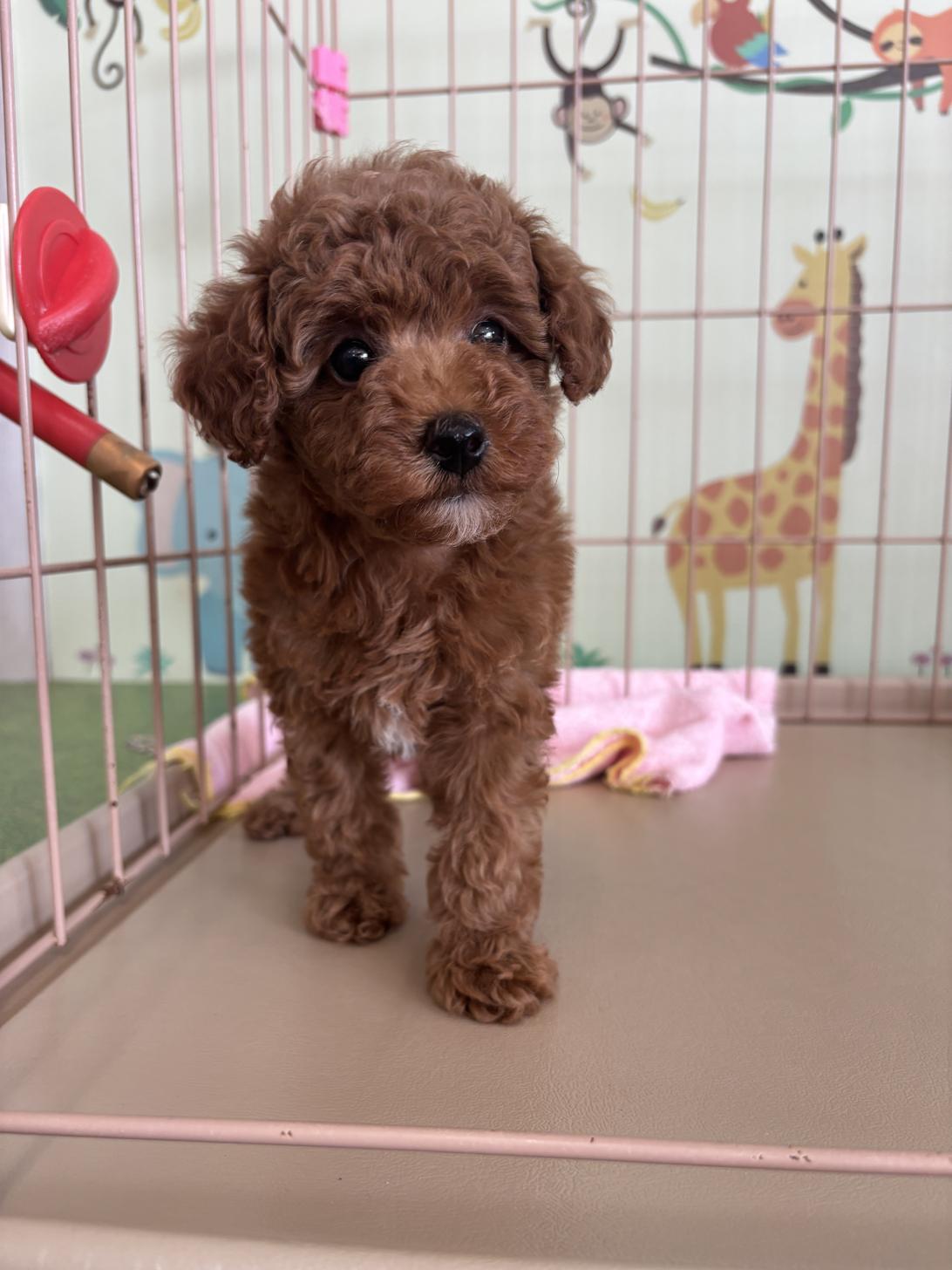 愛知県のタイニープードル (子いぬの足あと/2025年7月12日生まれ/女の子/レッド)の子犬