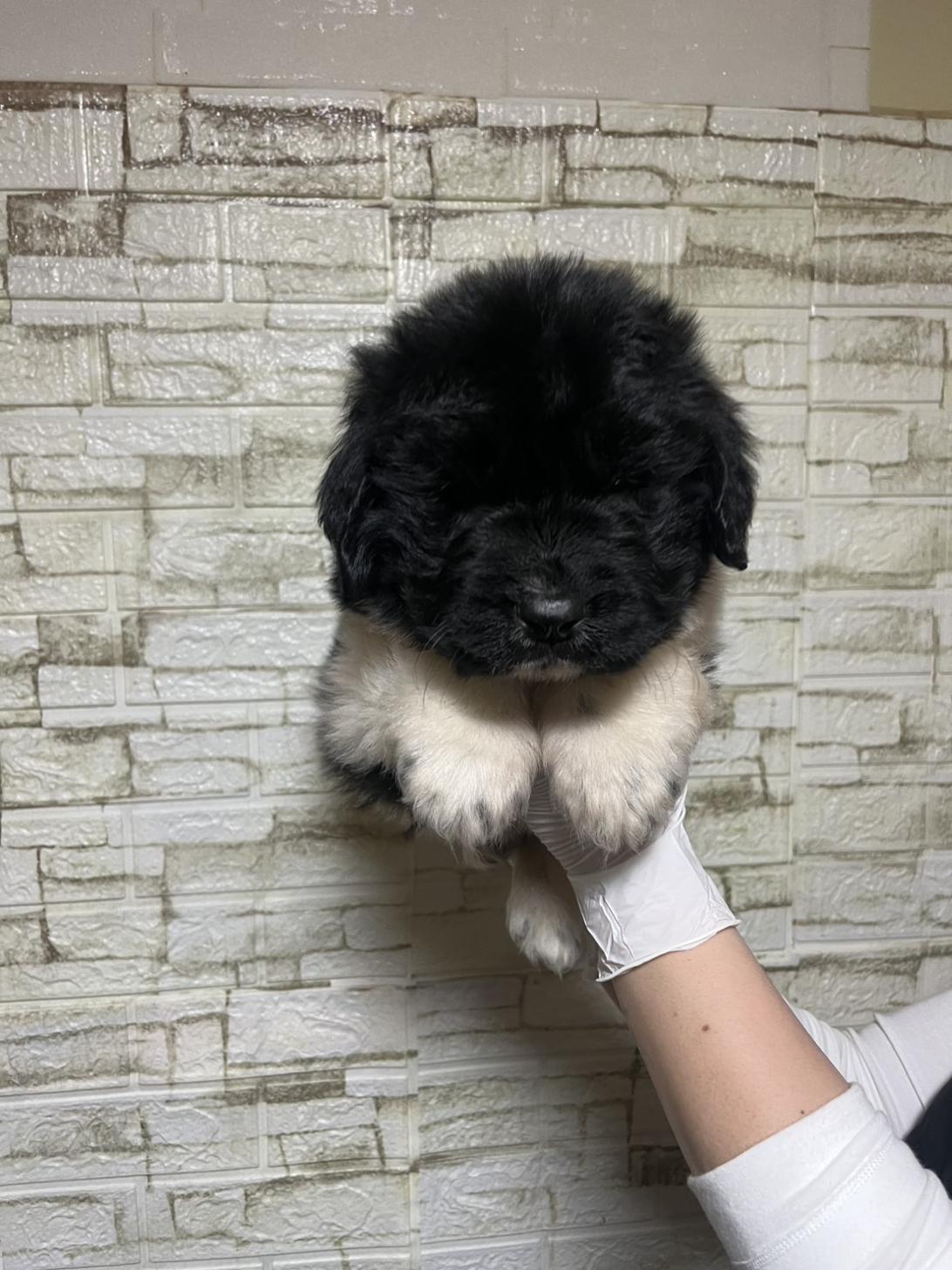 埼玉県のニューファンドランド (ペッツスマイル加須インター店/2026年1月20日生まれ/男の子/ランドシーア)の子犬