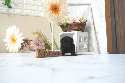滋賀県のトイプードル(トイ) (いっぷく湖南店/2025年7月7日生まれ/男の子/ブラック)の子犬の2枚目の画像