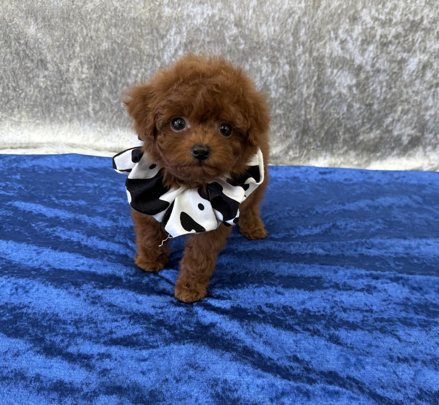 大阪府のトイプードル(ティーカップ) (ぱぴぷぺっと大阪店/2025年9月4日生まれ/男の子/レッド)の子犬