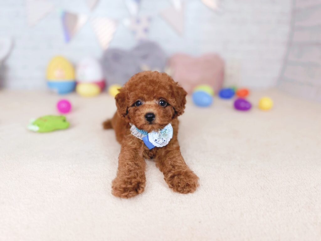 北海道のトイプードル(トイ) (ペットショップだんぼ/2026年7月2日生まれ/男の子/レッド)の子犬の1枚目の画像