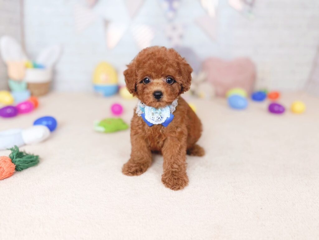 北海道のトイプードル(トイ) (ペットショップだんぼ/2026年7月2日生まれ/男の子/レッド)の子犬の2枚目の画像