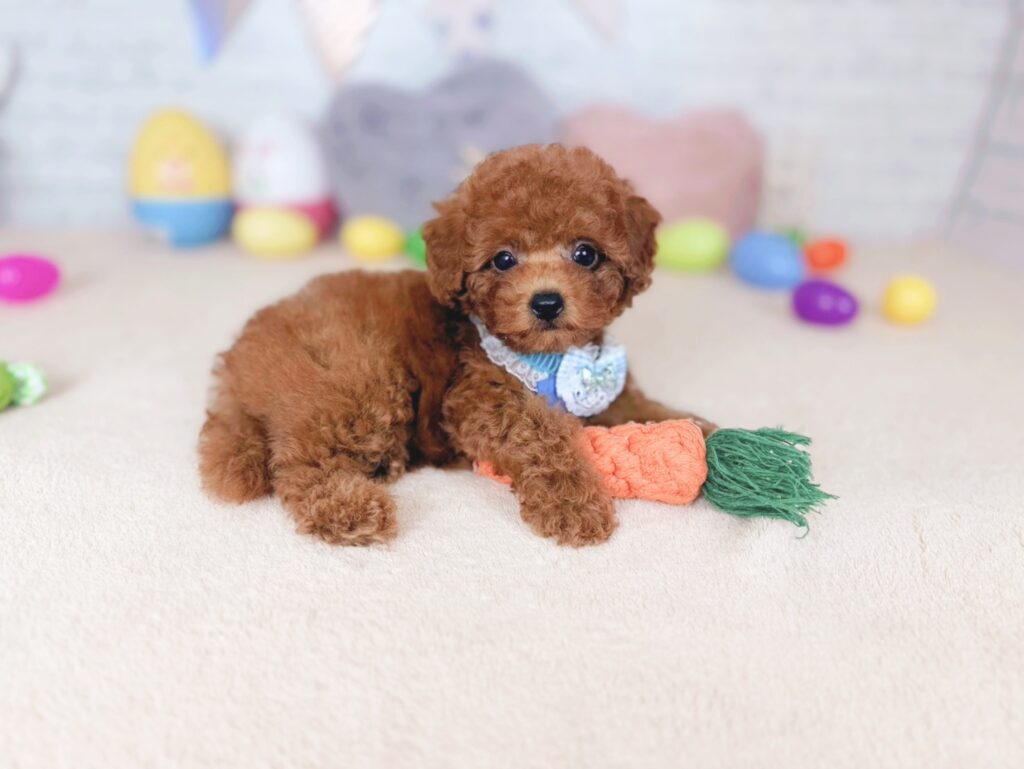 北海道のトイプードル(トイ) (ペットショップだんぼ/2026年7月2日生まれ/男の子/レッド)の子犬の3枚目の画像