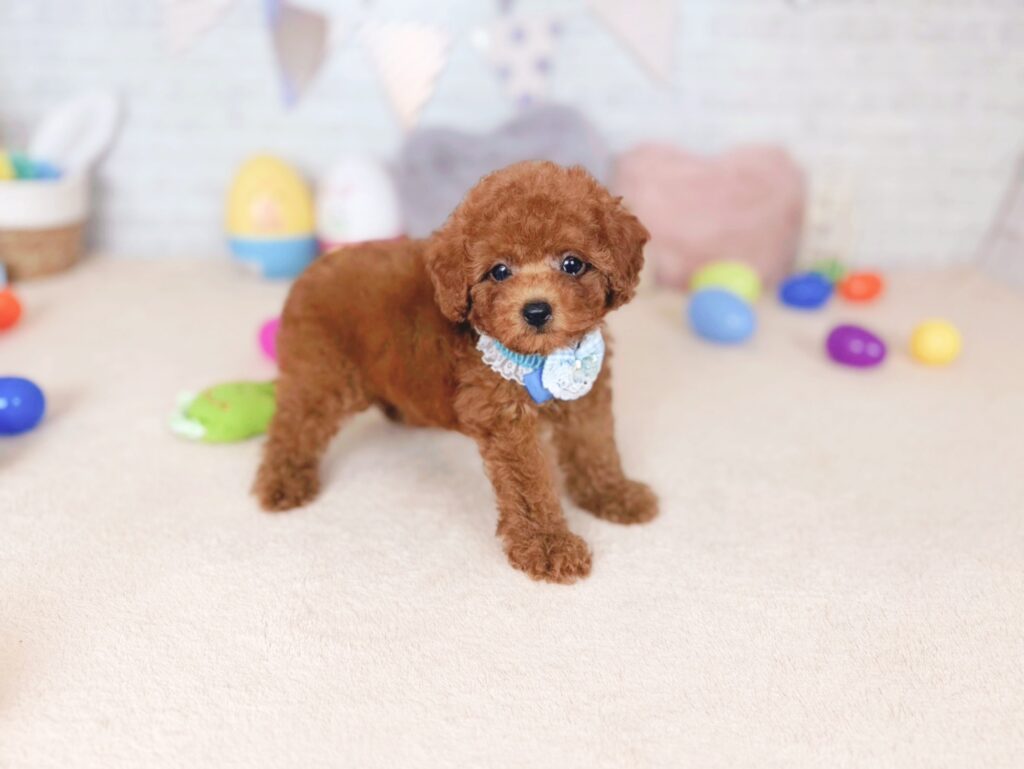北海道のトイプードル(トイ) (ペットショップだんぼ/2026年7月2日生まれ/男の子/レッド)の子犬の4枚目の画像
