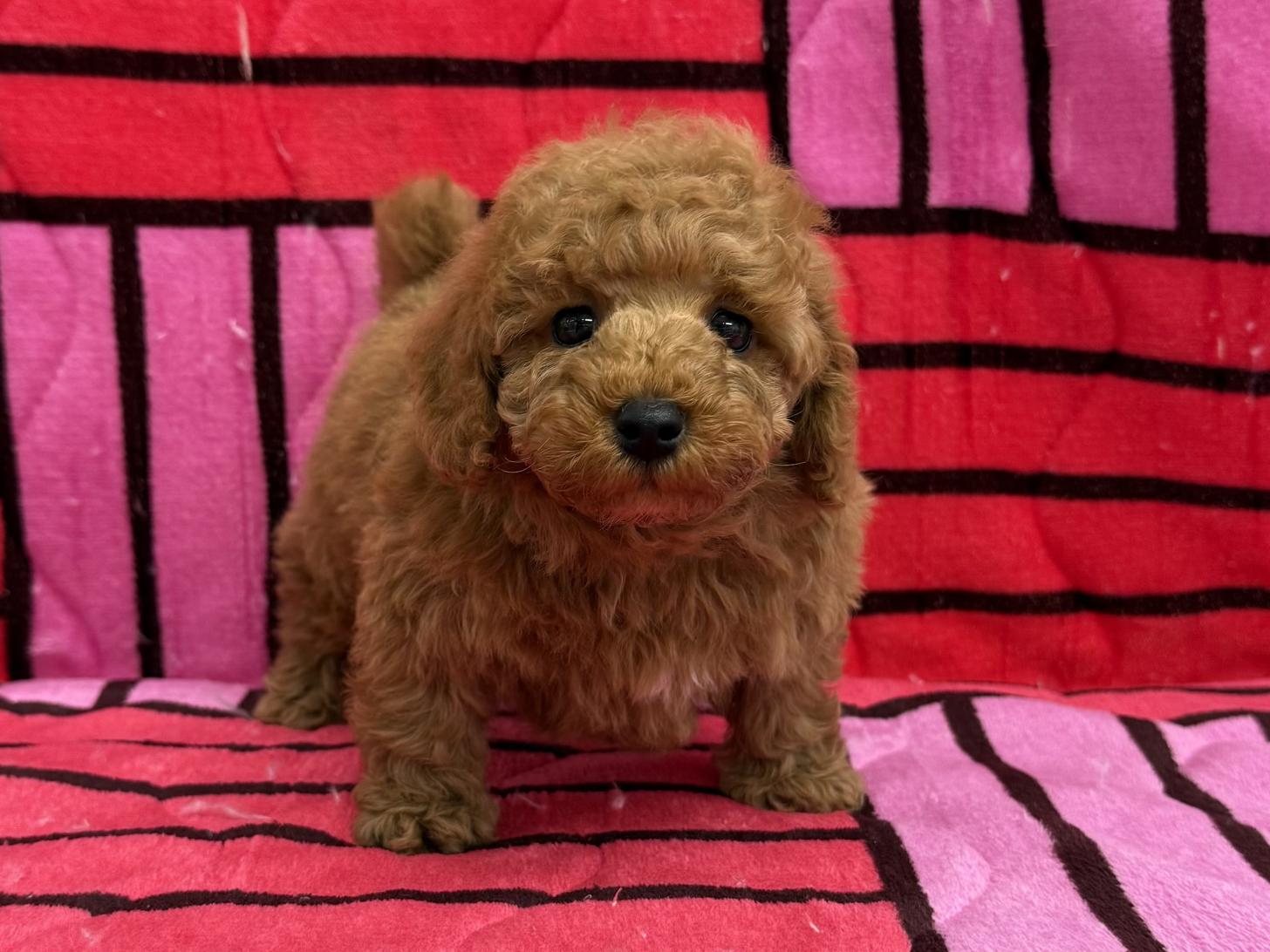 愛知県のトイプードル(トイ) (ハピースペット春日井アミーゴ店/2025年12月27日生まれ/男の子/レッド)の子犬の1枚目の画像