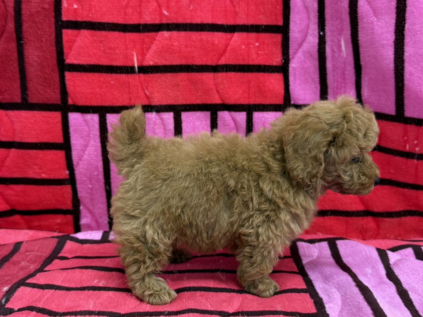 愛知県のトイプードル(トイ) (ハピースペット春日井アミーゴ店/2025年12月27日生まれ/男の子/レッド)の子犬の3枚目の画像