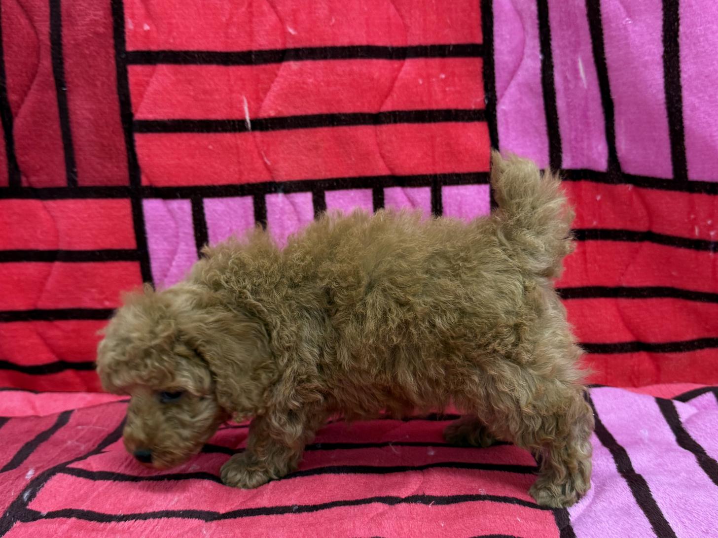 愛知県のトイプードル(トイ) (ハピースペット春日井アミーゴ店/2025年12月27日生まれ/男の子/レッド)の子犬の4枚目の画像