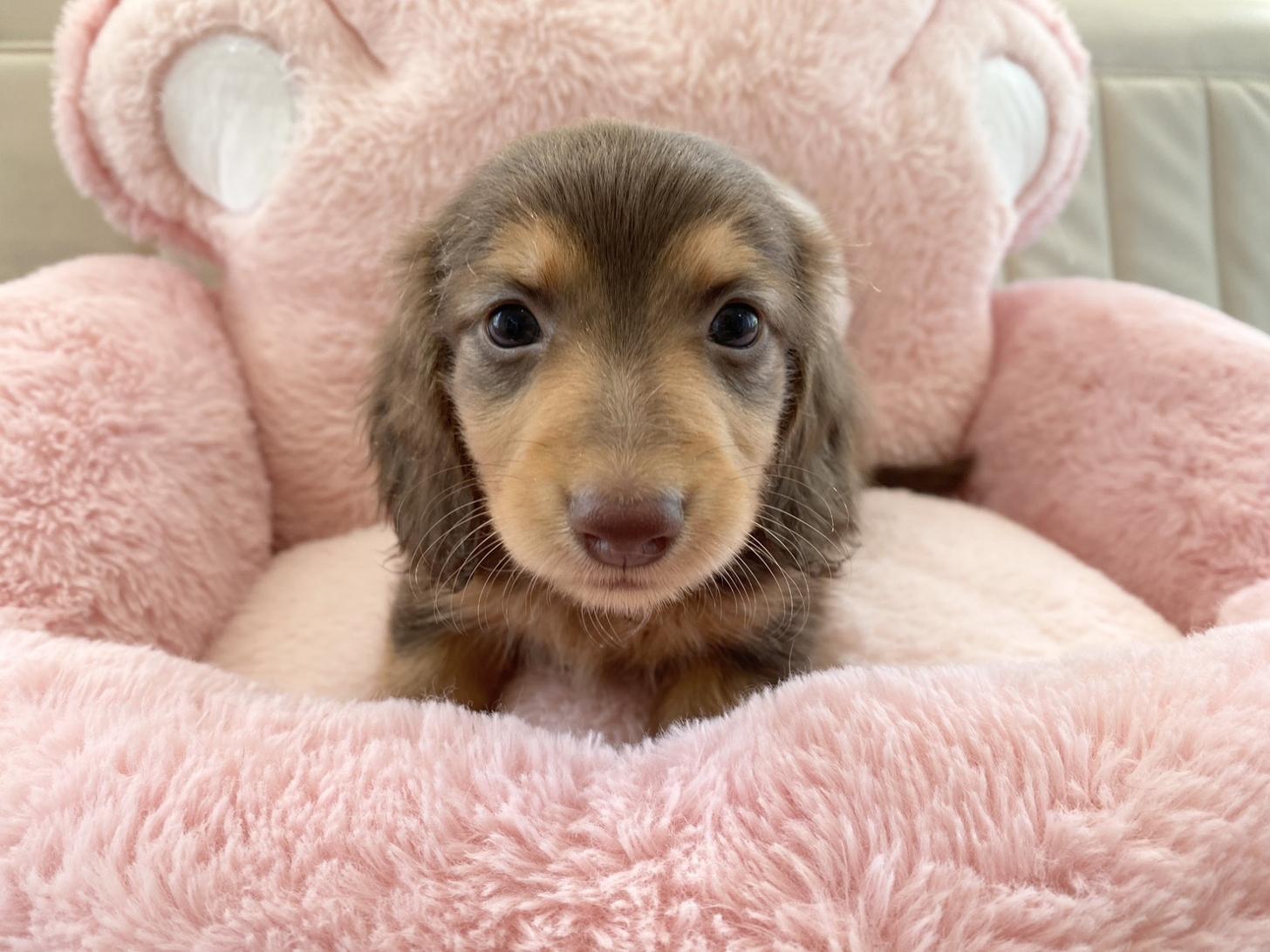 熊本県のミニチュアダックスフンド(ロング) (スタードッグス新熊本店/2026年1月20日生まれ/男の子/チョコレートタン)の子犬の1枚目の画像