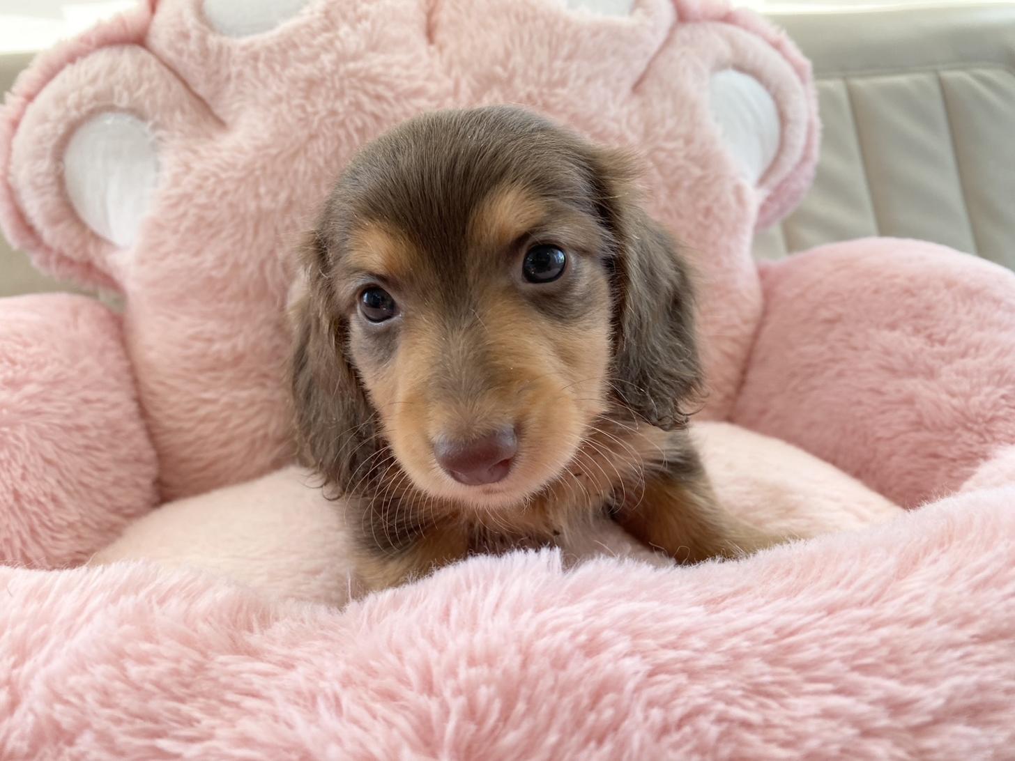 熊本県のミニチュアダックスフンド(ロング) (スタードッグス新熊本店/2026年1月20日生まれ/男の子/チョコレートタン)の子犬の2枚目の画像