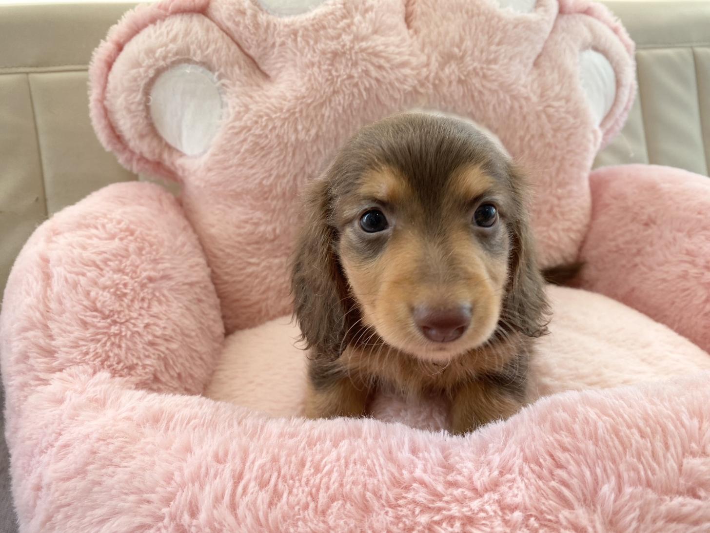 熊本県のミニチュアダックスフンド(ロング) (スタードッグス新熊本店/2026年1月20日生まれ/男の子/チョコレートタン)の子犬の3枚目の画像