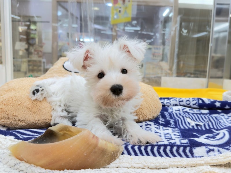 北海道のミニチュアシュナウザー (ペットフェイス大谷地店/2026年4月5日生まれ/男の子/ホワイト)の子犬の3枚目の画像
