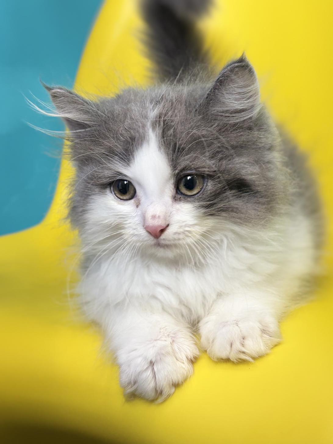 埼玉県のサイベリアン (ペッツスマイル加須インター店/2026年1月23日生まれ/男の子/ブルーホワイト)の子猫の1枚目の画像