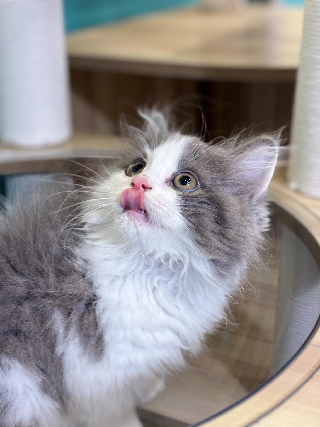 埼玉県のサイベリアン (ペッツスマイル加須インター店/2026年1月23日生まれ/男の子/ブルーホワイト)の子猫の2枚目の画像