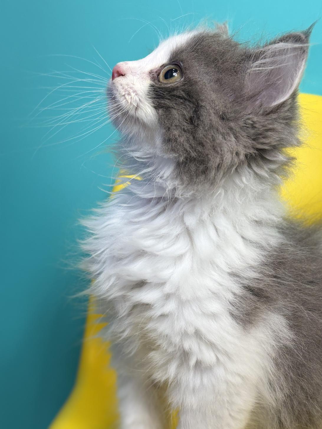 埼玉県のサイベリアン (ペッツスマイル加須インター店/2026年1月23日生まれ/男の子/ブルーホワイト)の子猫の3枚目の画像