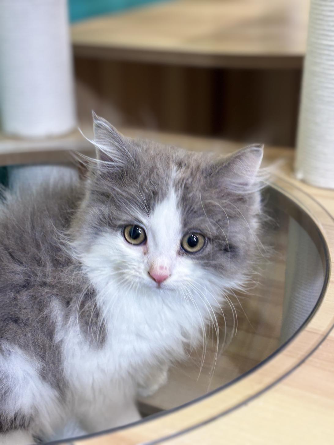 埼玉県のサイベリアン (ペッツスマイル加須インター店/2026年1月23日生まれ/男の子/ブルーホワイト)の子猫の4枚目の画像