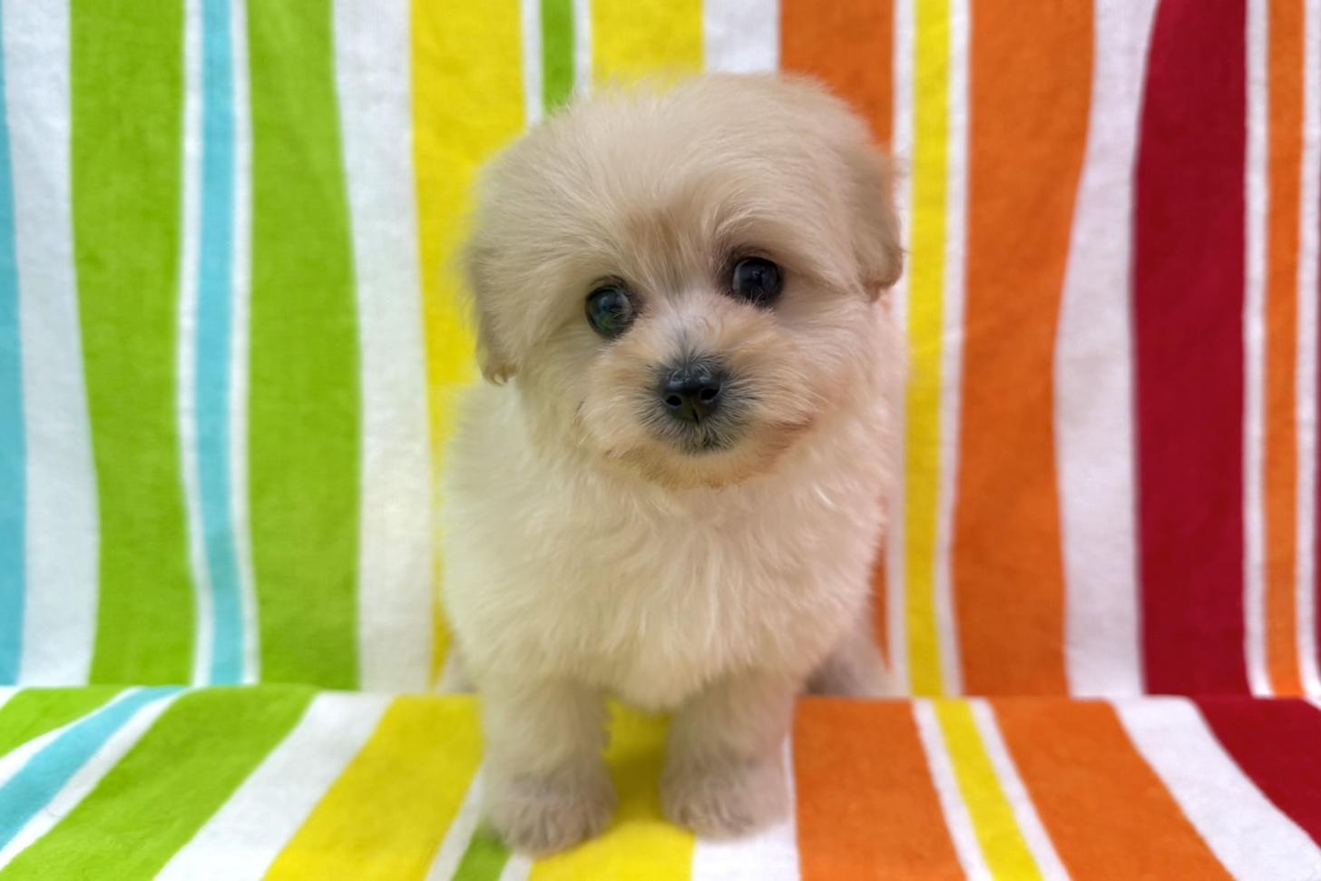 愛知県のポメプー(ポメラニアン×プードル) (ハピースペット一宮三条アミーゴ店/2025年9月28日生まれ/女の子/その他色)の子犬の1枚目の画像