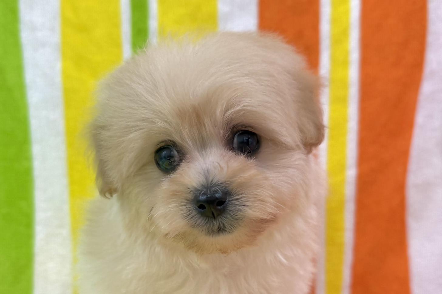 愛知県のポメプー(ポメラニアン×プードル) (ハピースペット一宮三条アミーゴ店/2025年9月28日生まれ/女の子/その他色)の子犬の1枚目の画像