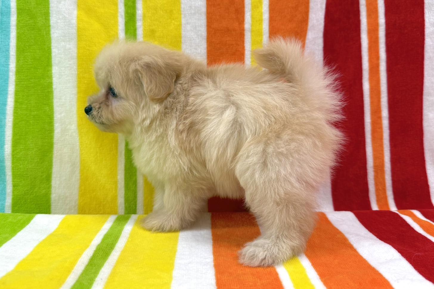 愛知県のポメプー(ポメラニアン×プードル) (ハピースペット一宮三条アミーゴ店/2025年9月28日生まれ/女の子/その他色)の子犬の3枚目の画像