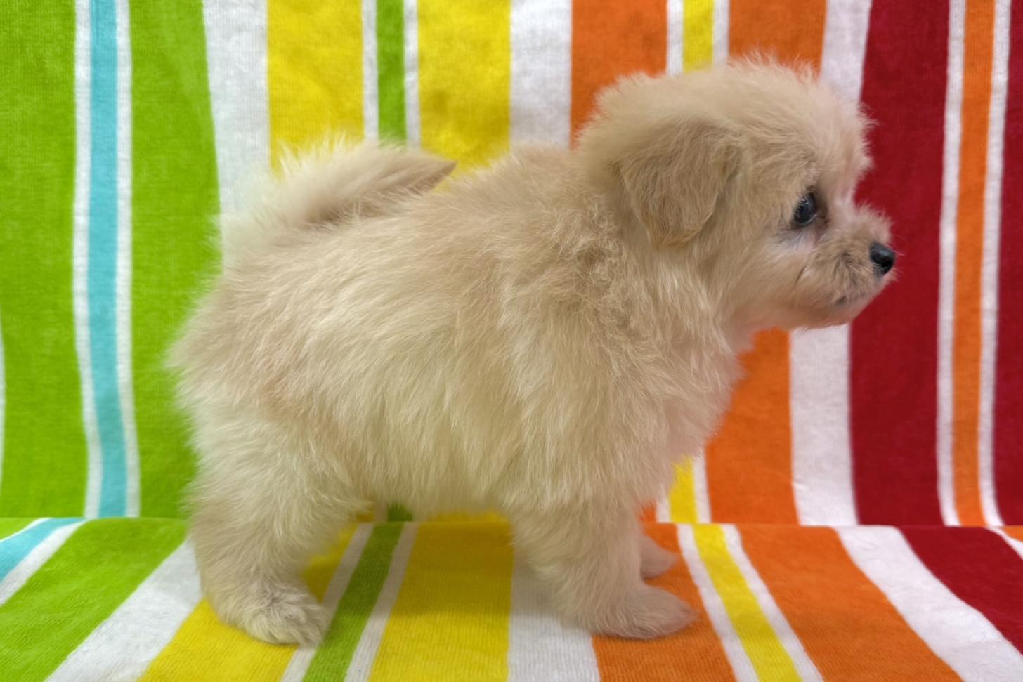 愛知県のポメプー(ポメラニアン×プードル) (ハピースペット一宮三条アミーゴ店/2025年9月28日生まれ/女の子/その他色)の子犬の4枚目の画像