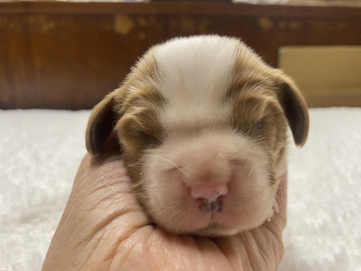 滋賀県のキャバリアキングチャールズスパニエル (ナカニシケンネル/2025年12月5日生まれ/男の子/ブレンハイム)の子犬