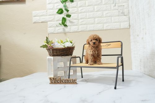 滋賀県のトイプードル(タイニー) (いっぷく湖南店/2026年3月1日生まれ/女の子/オレンジフォーン)の子犬の1枚目の画像