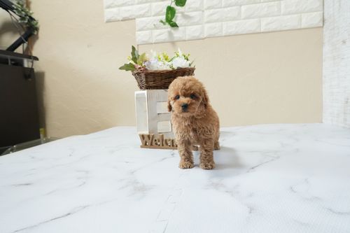 滋賀県のトイプードル(タイニー) (いっぷく湖南店/2026年3月1日生まれ/女の子/オレンジフォーン)の子犬の2枚目の画像