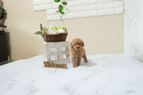 滋賀県のトイプードル(タイニー) (いっぷく湖南店/2026年3月1日生まれ/女の子/オレンジフォーン)の子犬の3枚目の画像