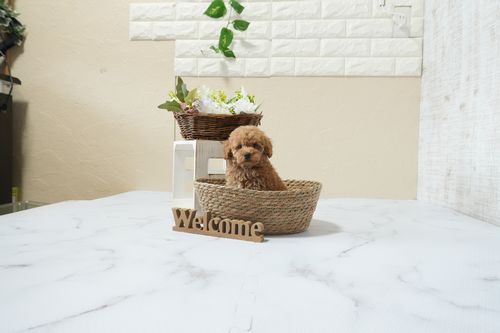 滋賀県のトイプードル(タイニー) (いっぷく湖南店/2026年3月1日生まれ/女の子/オレンジフォーン)の子犬の4枚目の画像