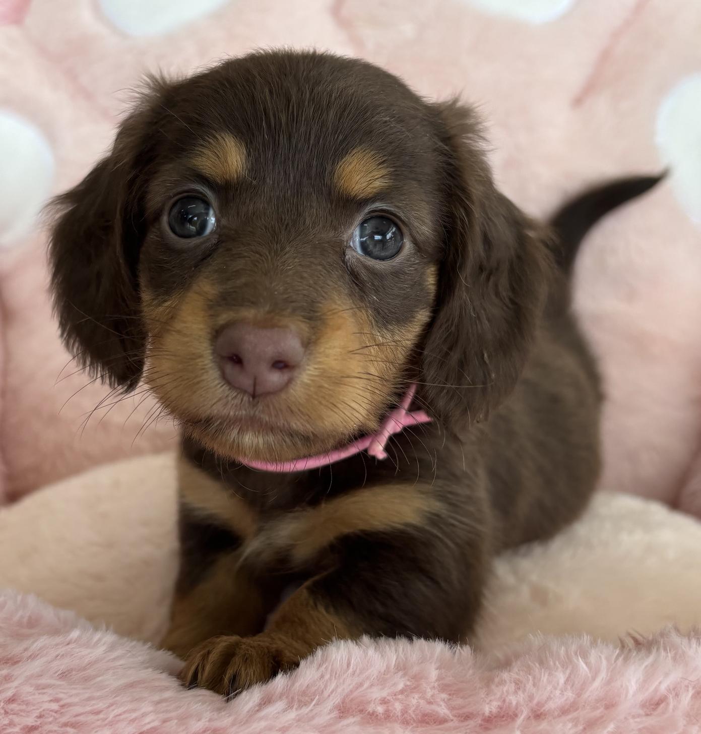 佐賀県のミニチュアダックスフンド(ロング) (スタードッグス新鳥栖店/2026年1月20日生まれ/女の子/チョコレートタン)の子犬