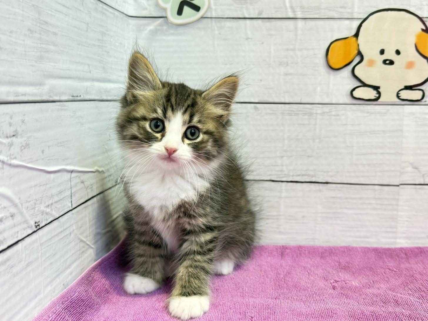北海道のハーフ猫・ミックス猫 (ペットフェイス大谷地店/2026年3月27日生まれ/男の子/ブラウンタビーホワイト)の子猫の1枚目の画像