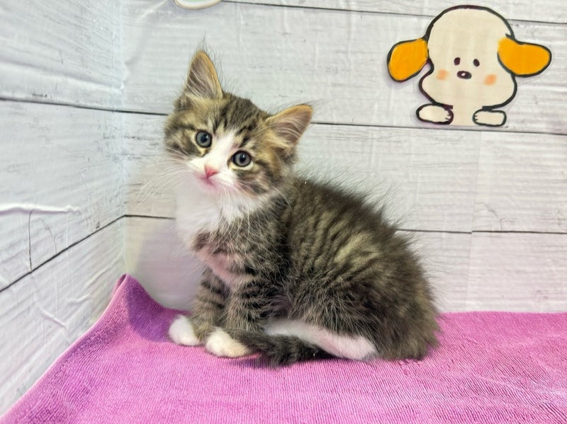 北海道のハーフ猫・ミックス猫 (ペットフェイス大谷地店/2026年3月27日生まれ/男の子/ブラウンタビーホワイト)の子猫の2枚目の画像