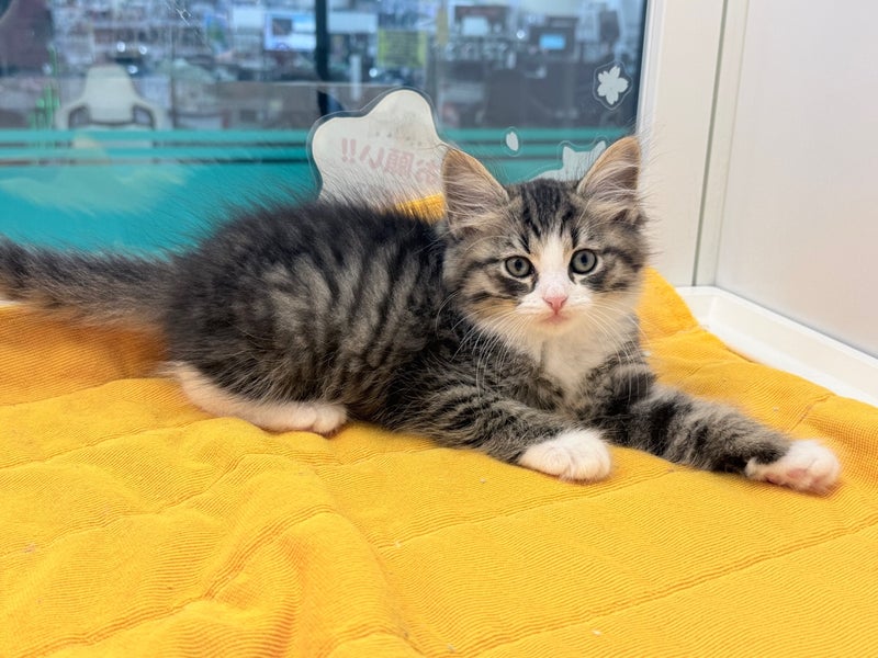 北海道のハーフ猫・ミックス猫 (ペットフェイス大谷地店/2026年3月27日生まれ/男の子/ブラウンタビーホワイト)の子猫の3枚目の画像