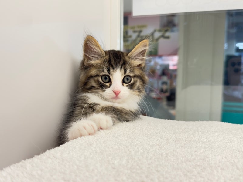 北海道のハーフ猫・ミックス猫 (ペットフェイス大谷地店/2026年3月27日生まれ/男の子/ブラウンタビーホワイト)の子猫の4枚目の画像