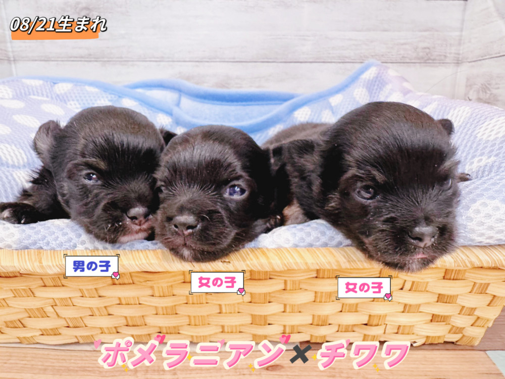 新潟県のポメチワ/チワポメ/ポメチー(ポメラニアン×チワワ) (竹内ペット 新潟西店/2026年8月21日生まれ/男の子/ブラックタン)の子犬の1枚目の画像