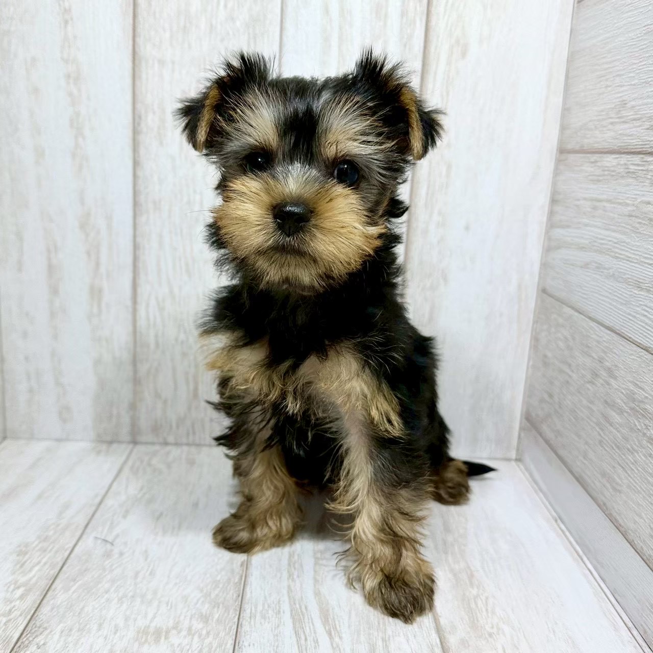 千葉県のヨークシャーテリア (ペピカあびこ店/2025年12月27日生まれ/女の子/スチールブルータン)の子犬