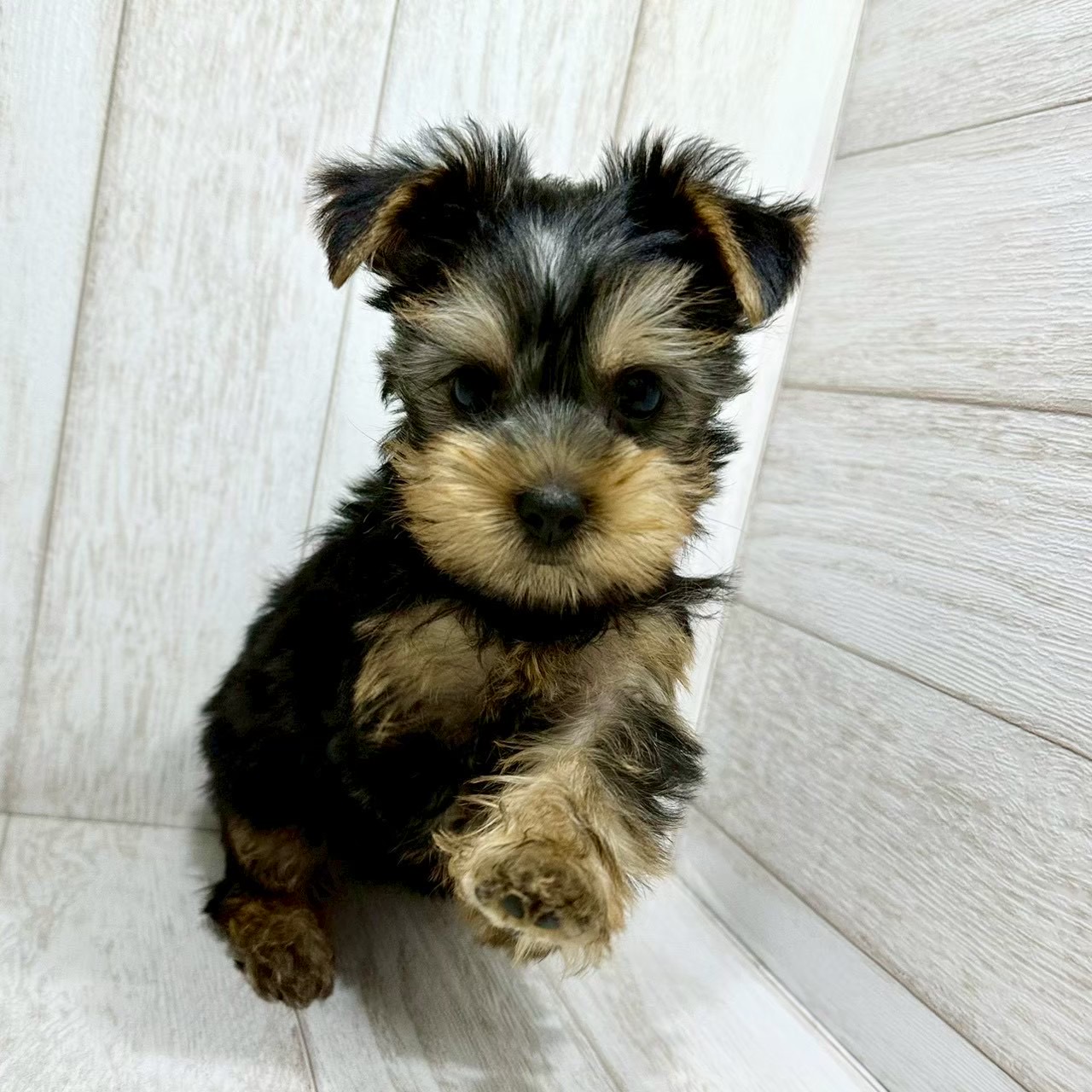 千葉県のヨークシャーテリア (ペピカあびこ店/2025年12月27日生まれ/女の子/スチールブルータン)の子犬の2枚目の画像