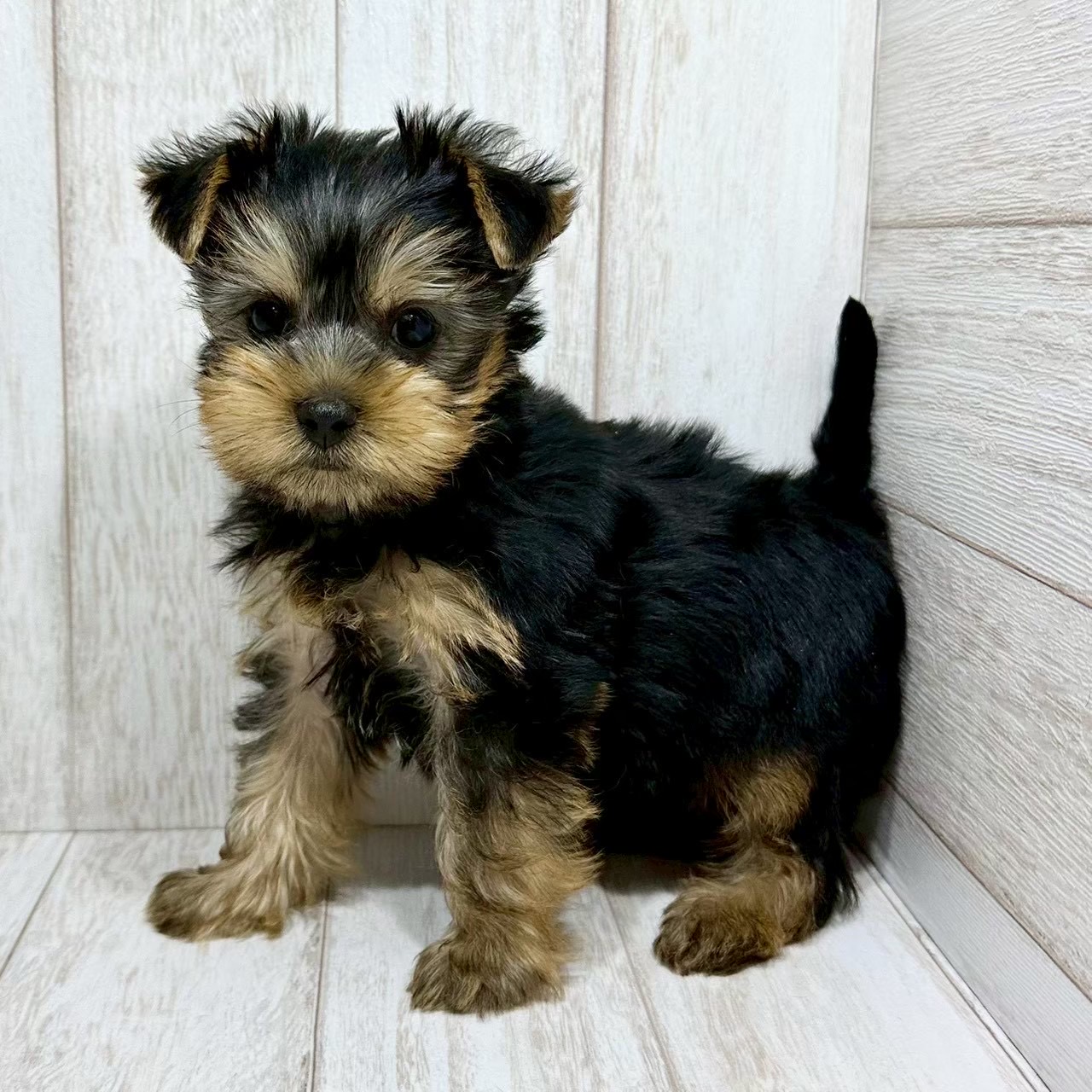 千葉県のヨークシャーテリア (ペピカあびこ店/2025年12月27日生まれ/女の子/スチールブルータン)の子犬の3枚目の画像